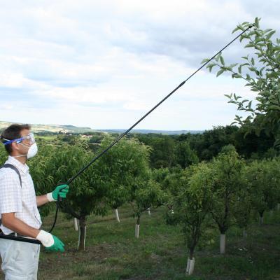 Un homme qui pulvérise un arbre